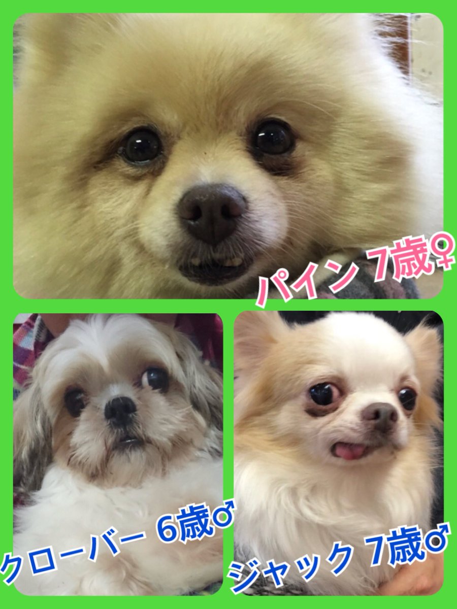 🐾今日の里親様募集中ワンコ🐶メンバーです🐾2019,1,16